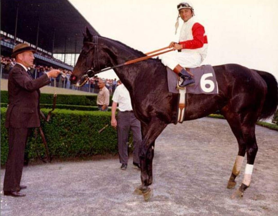 Кобыла раффиан