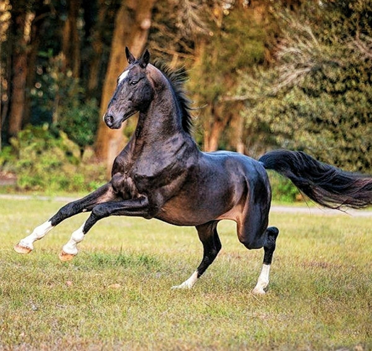 Лошадь в движении