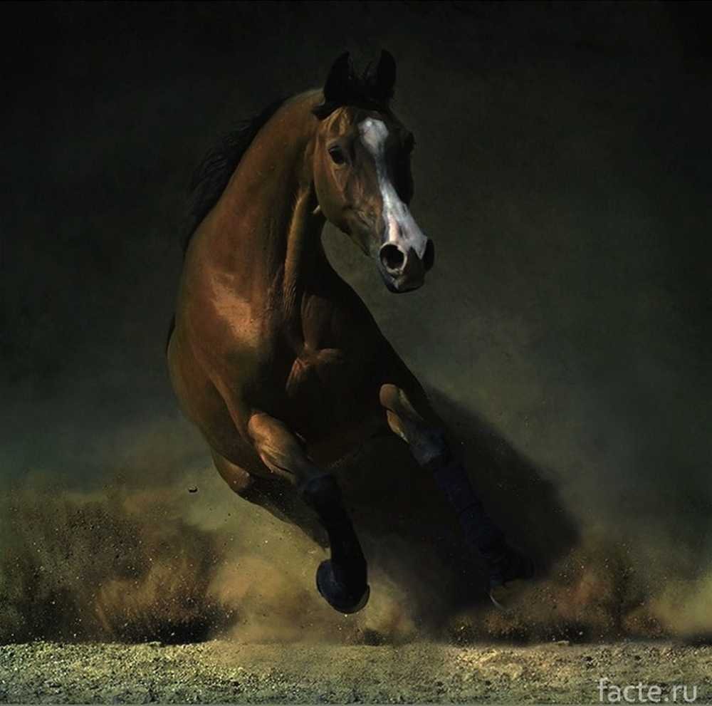 Вороно пегая масть лошади