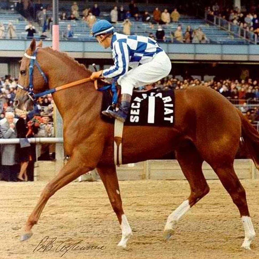 Чистокровная верховая лошадь Вороная