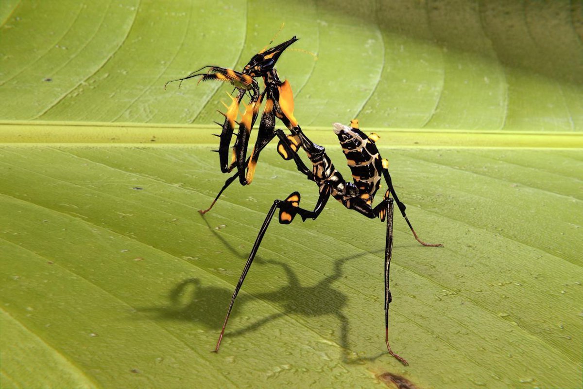 Чёрный Мантис богомол