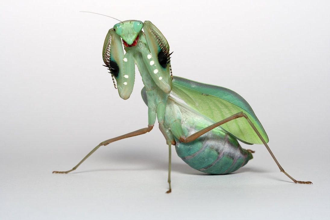 Jade Mantis