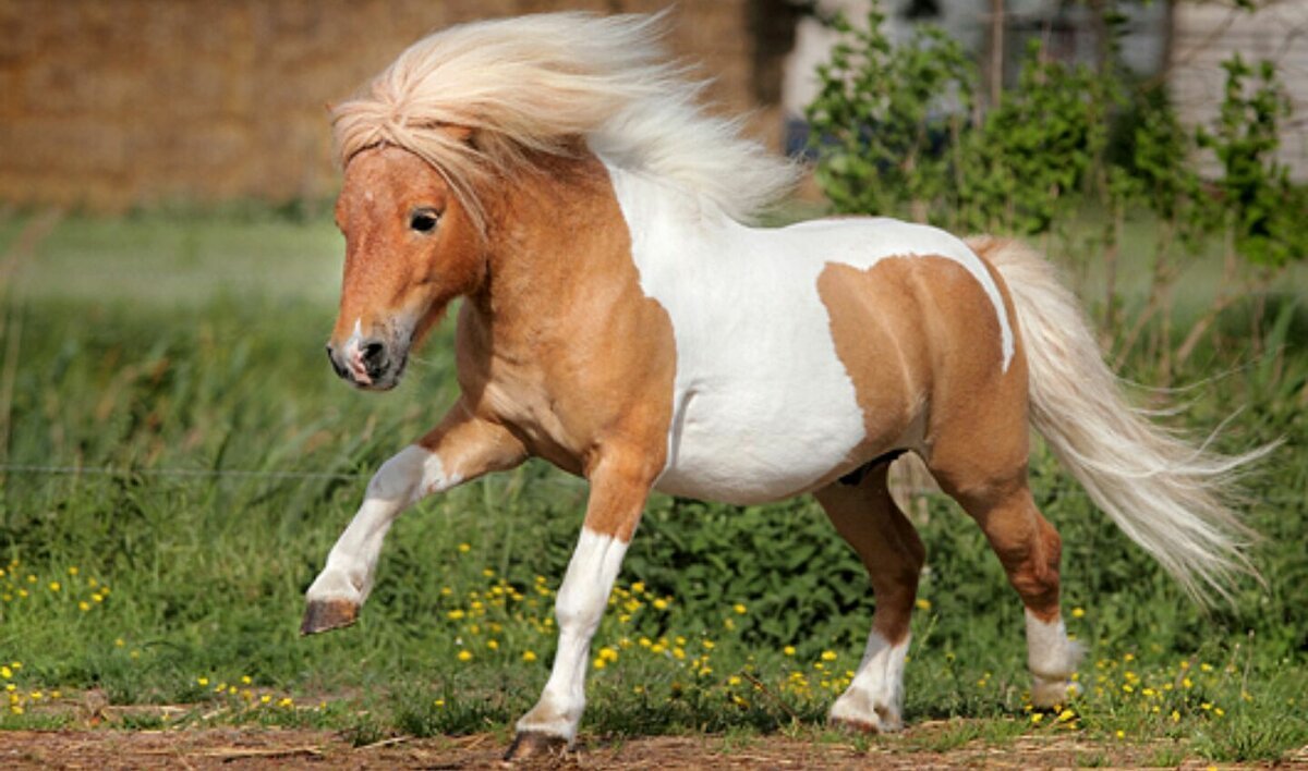 Лошади и пони