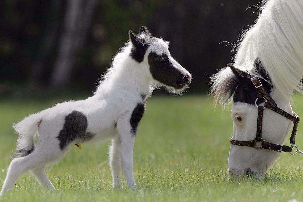 Мини лошадь