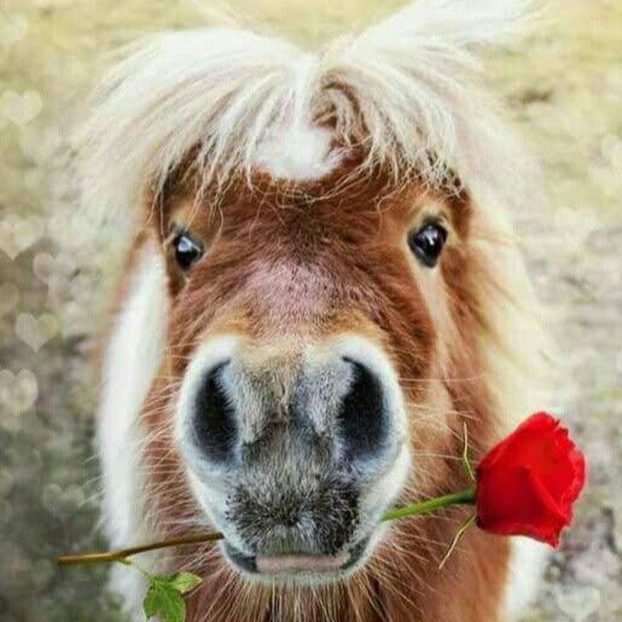 Лошадь с цветами