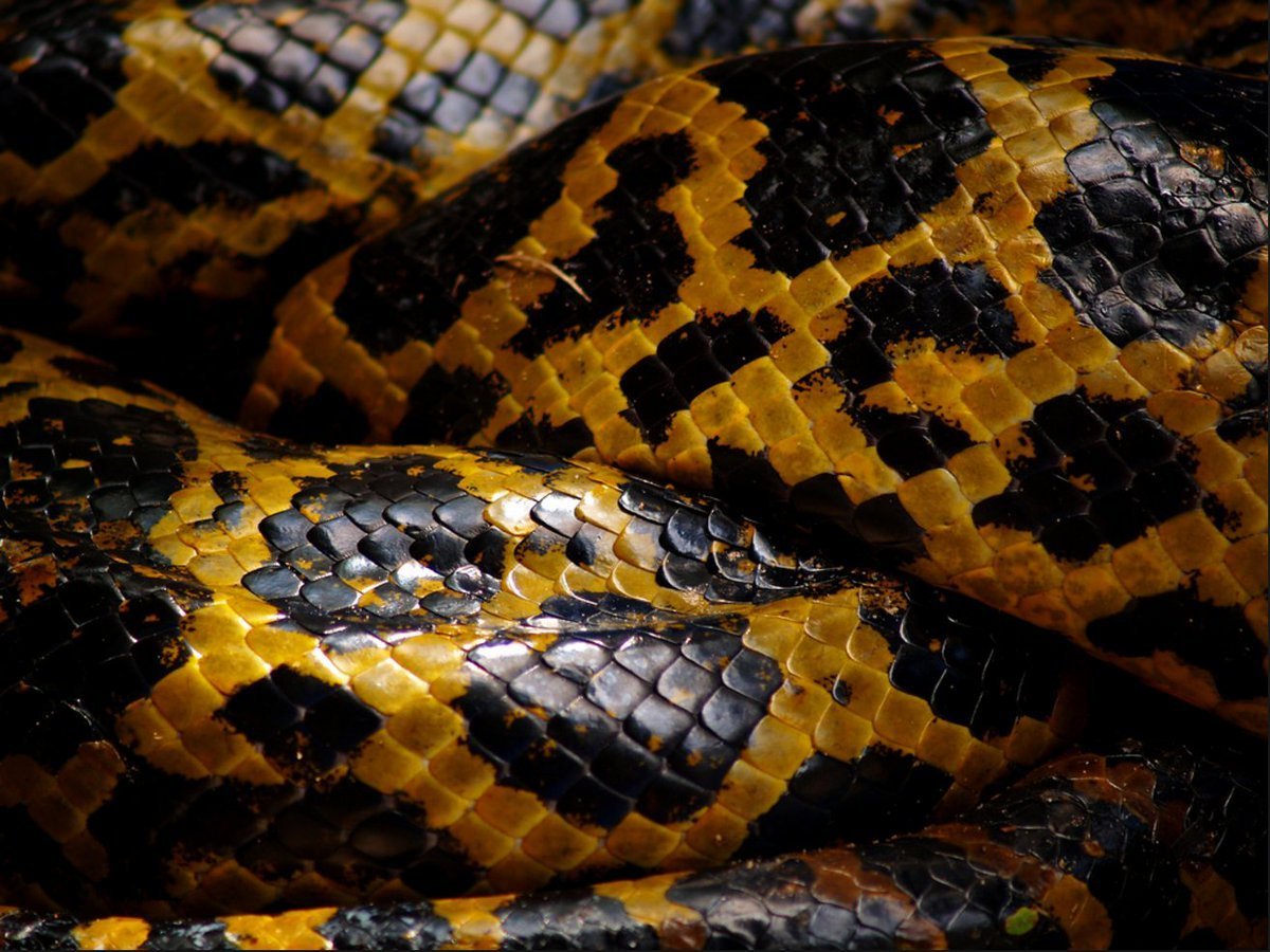 Змеиная чешуя питон