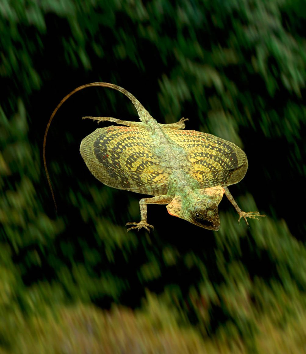 Агама Летучий дракон