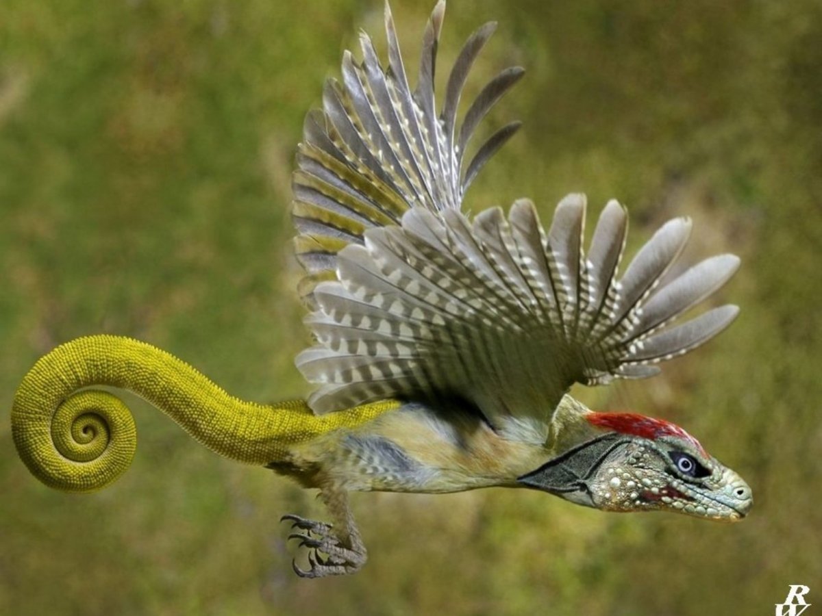 Агама Летучий дракон