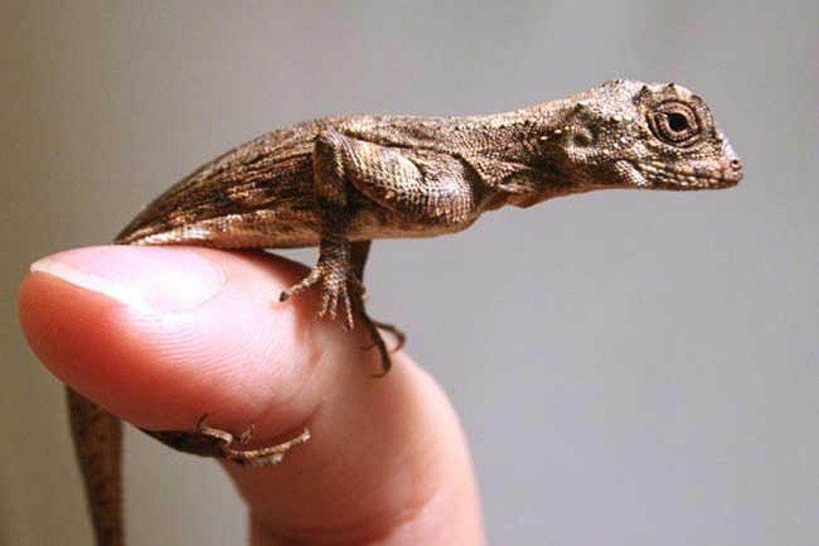 Ящерица с крыльями