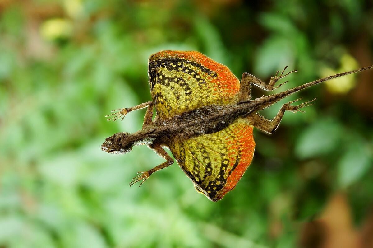 Агама ящерица Летучий дракон