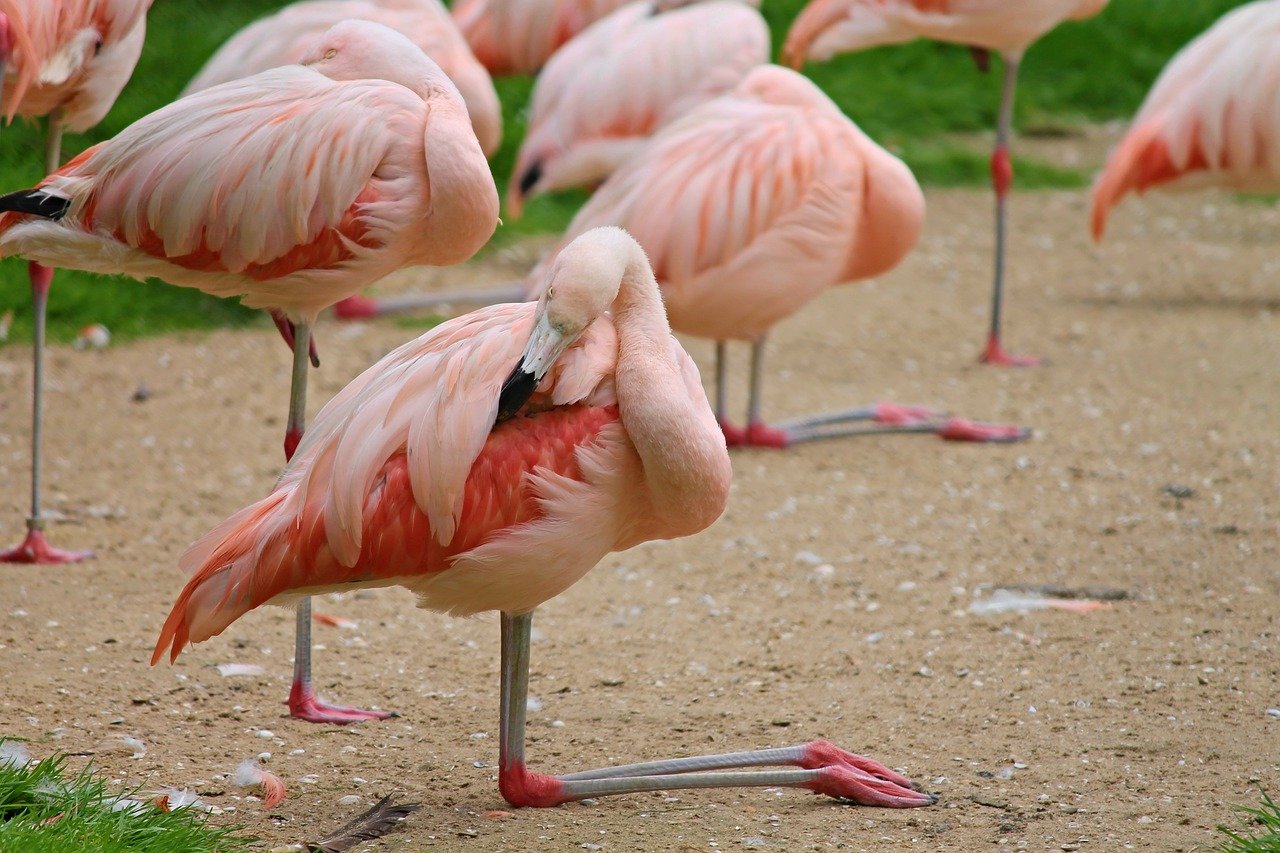 Фламинго. Фламинго обыкновенный розовый. Розовый Фламинго птица. Фламинго в Испании. Фламинго моногамны.