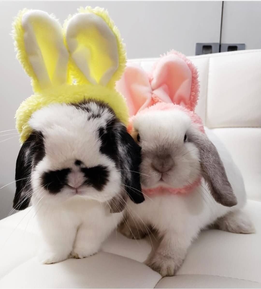 Необычные кролики