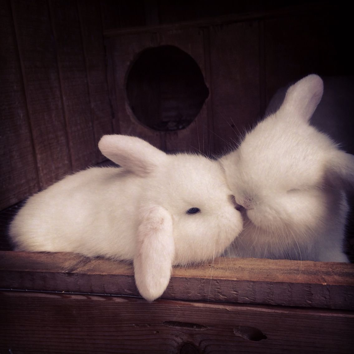 Шутки про кроликов