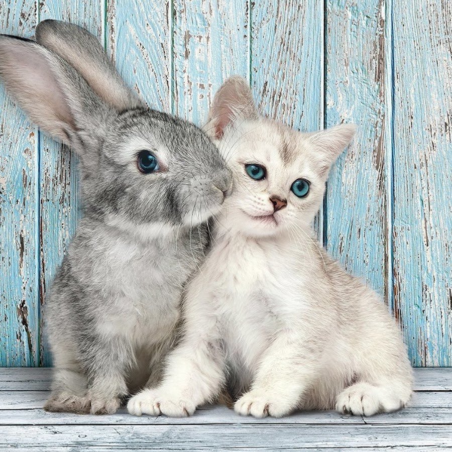 Зайчик и котенок