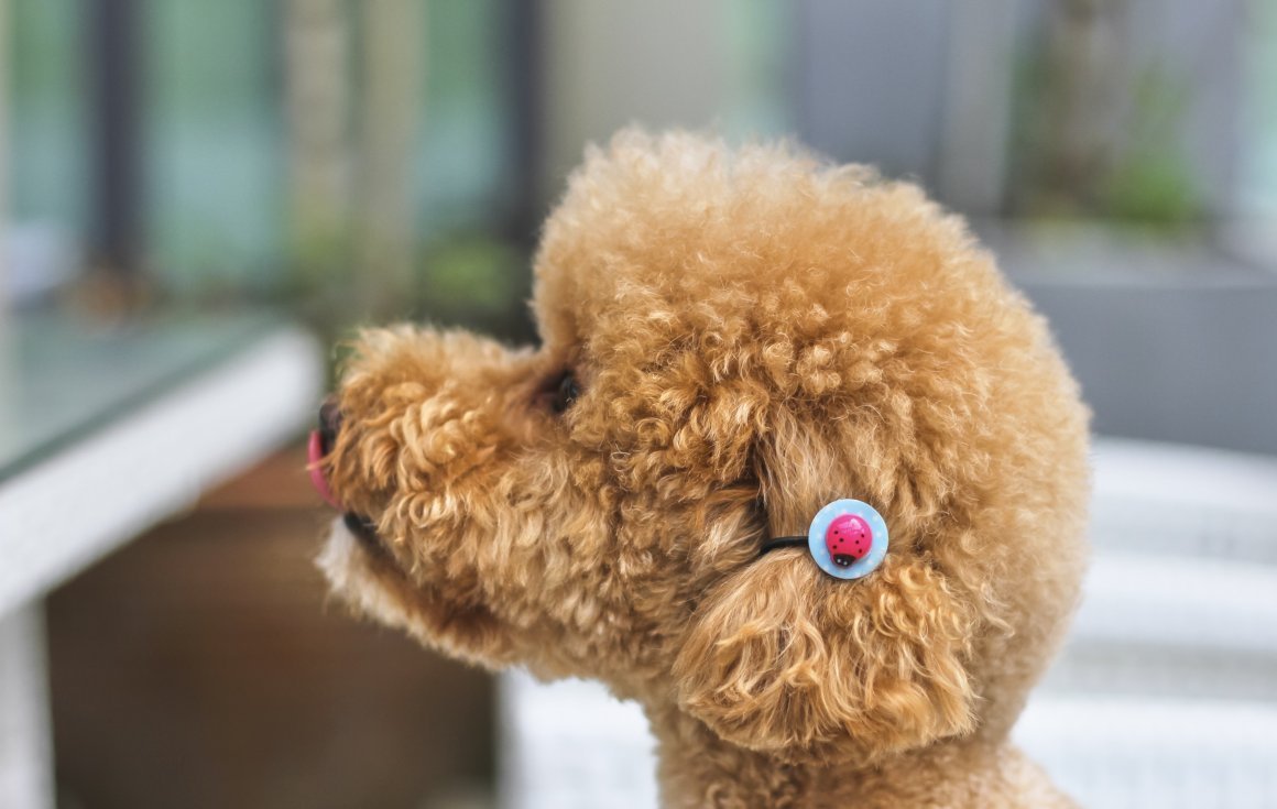 Собаки маленьких пород фото