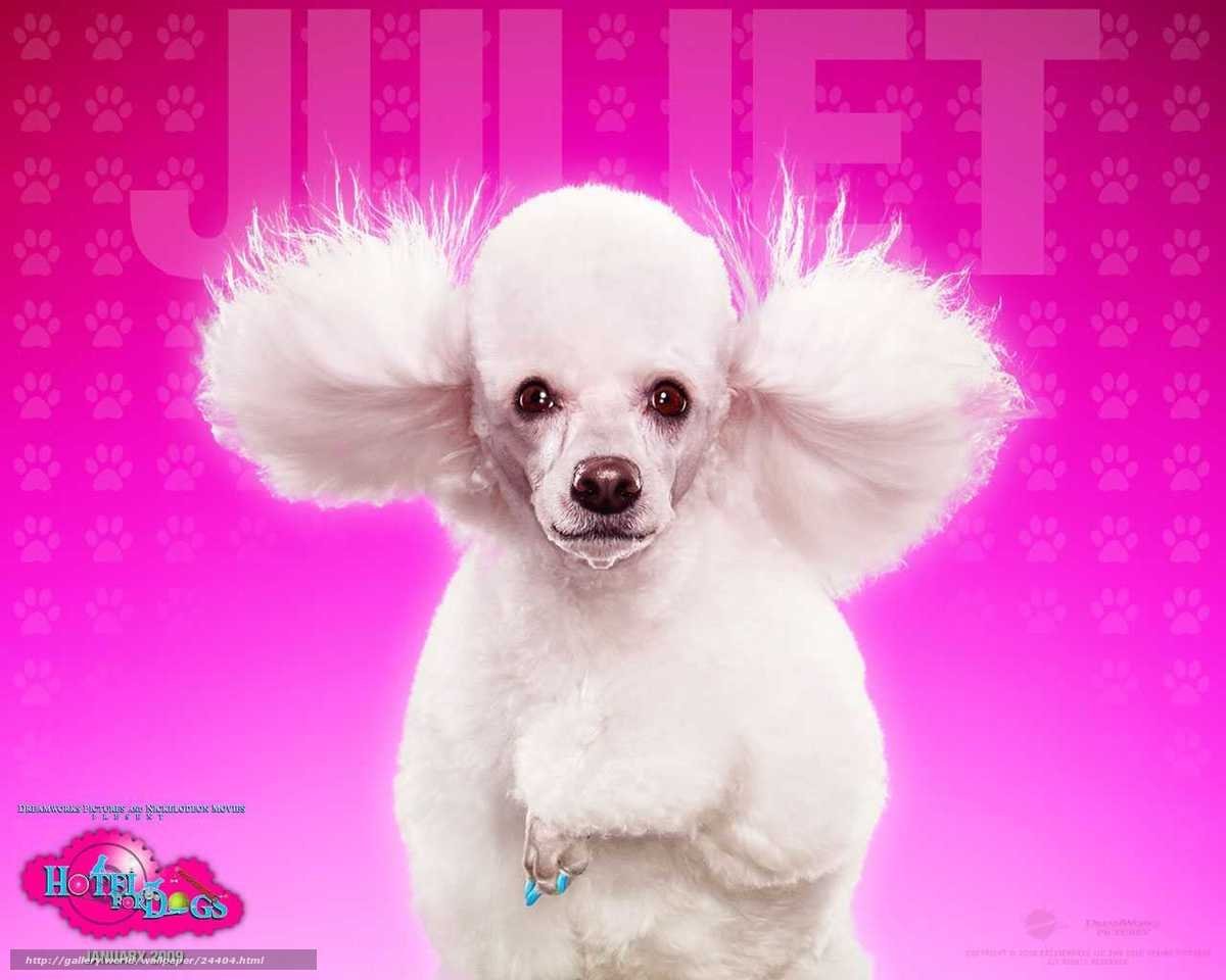 Шотландский пудель