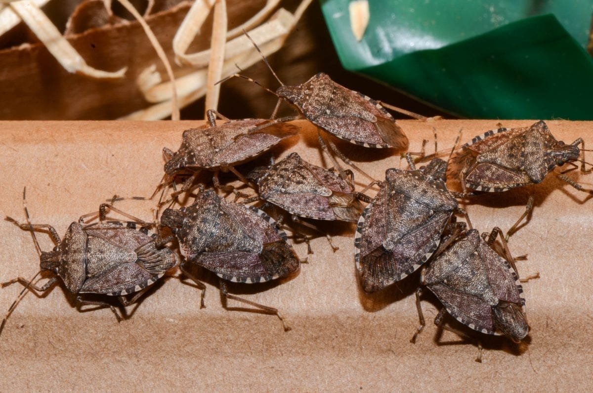 Triatoma infestans поцелуйный клоп
