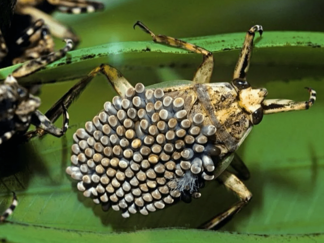 Коричнево-мраморный клоп Halyomorpha halys stal