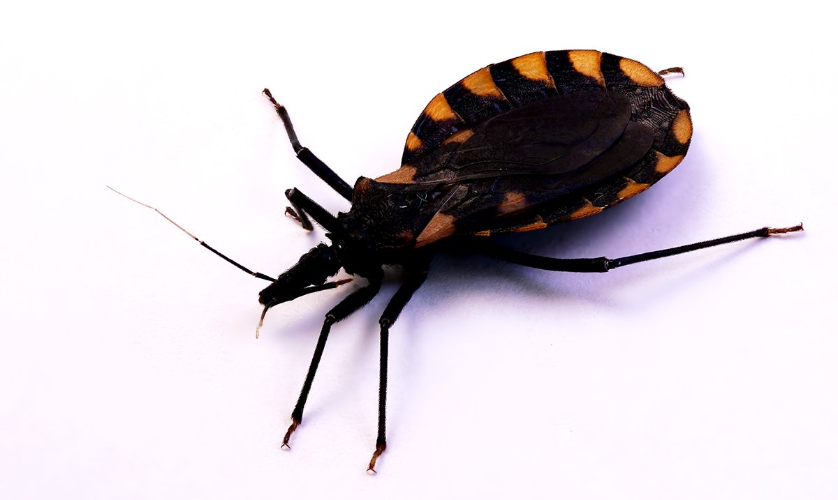 Коричнево-мраморный клоп (Halyomorpha halys)