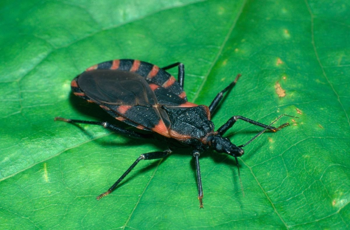 Triatoma infestans поцелуйный клоп