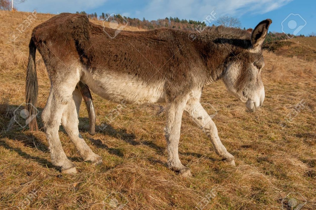 Возбужденный осел