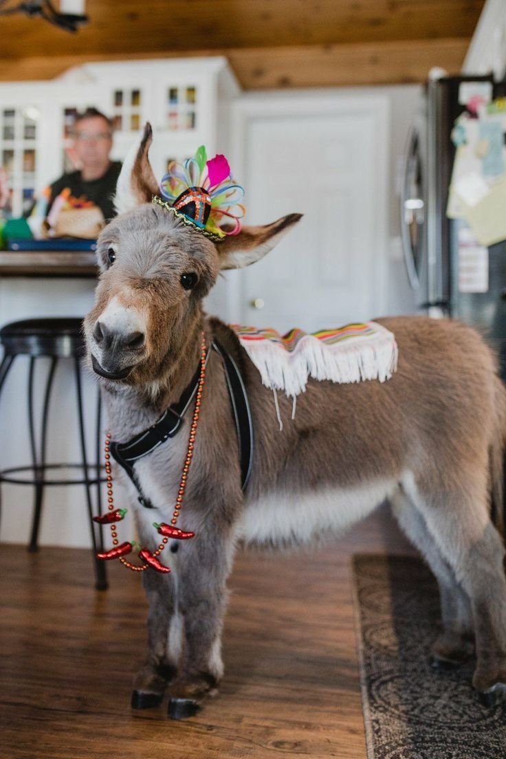 Миниатюрные ослики