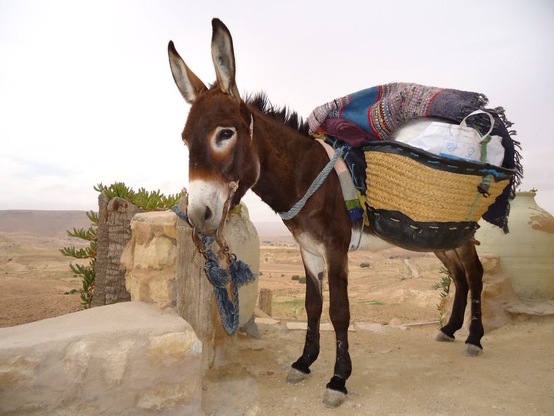 Навьюченная лошадь