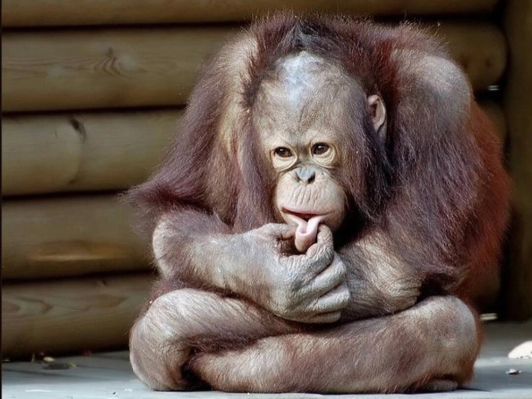 Обезьяна красотка