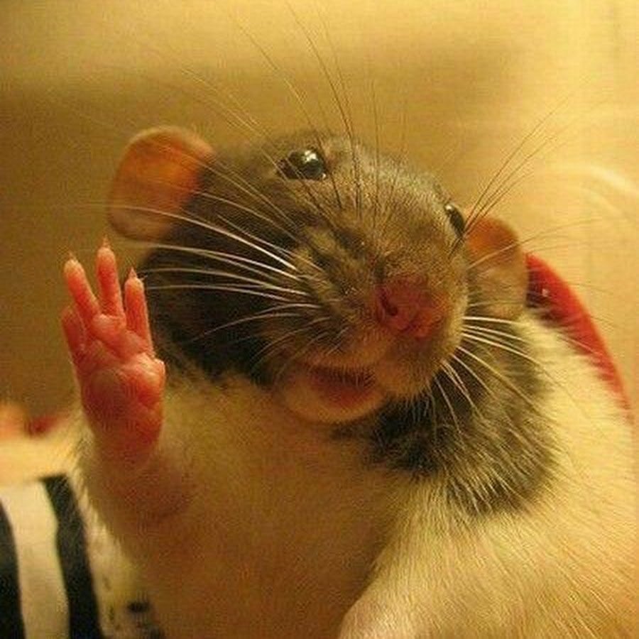 Довольная мышь