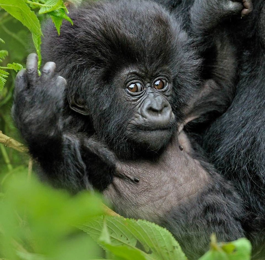 Бонобо матриархат