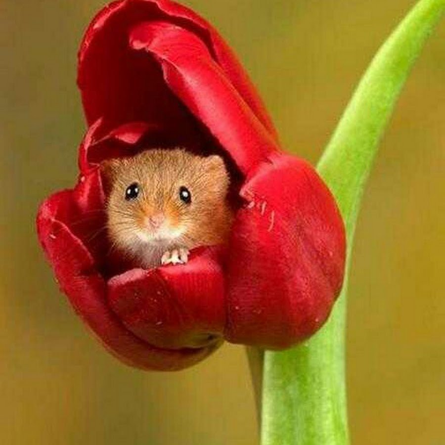 Мышки которые спят в цветах