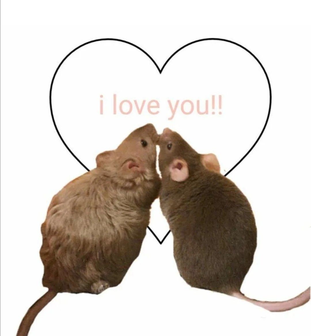 Крысы подруги