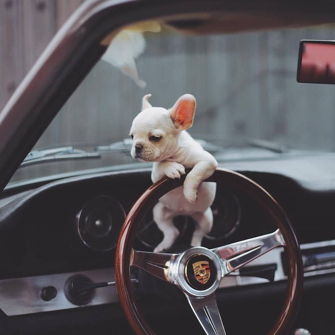 Животные за рулем