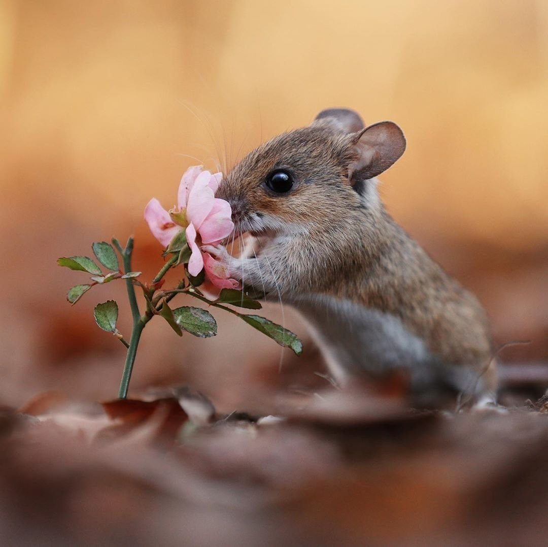 Марина Диул