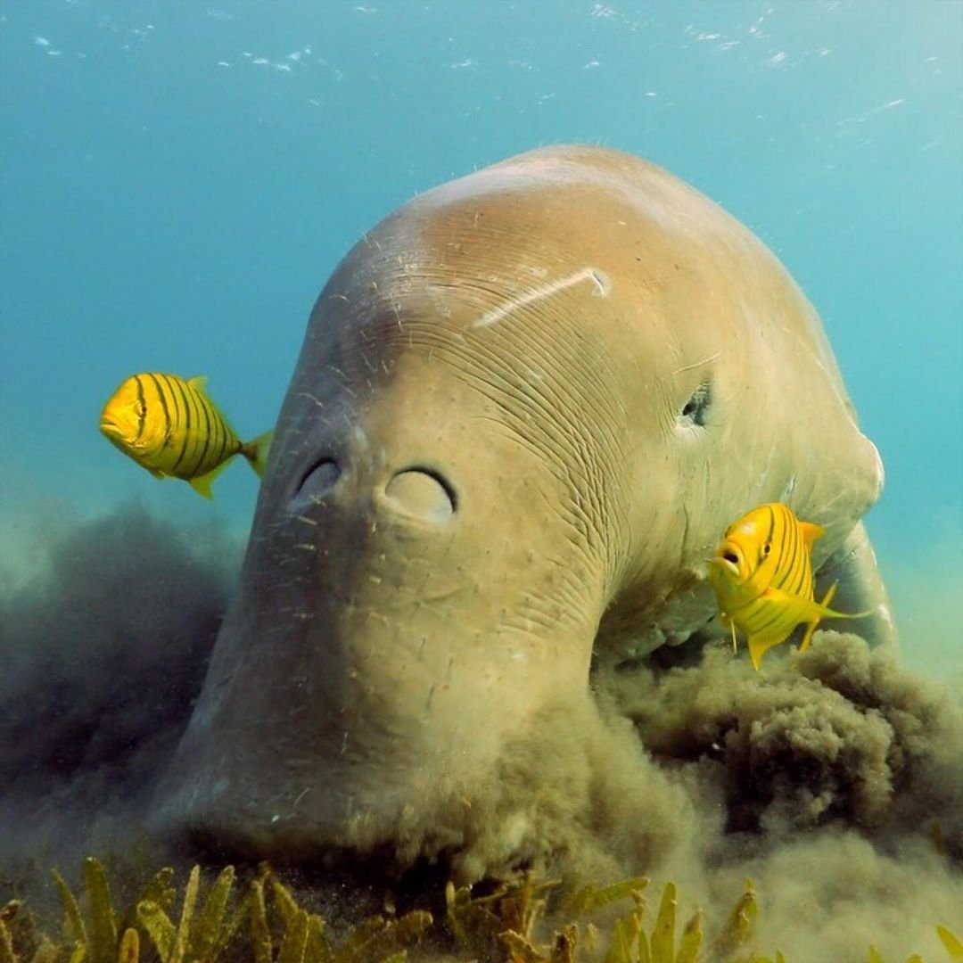 Корова в море