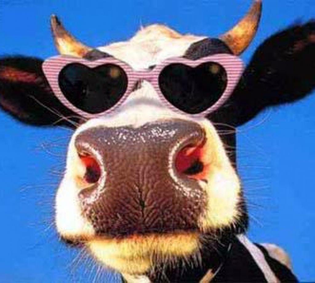 Бык на пляже