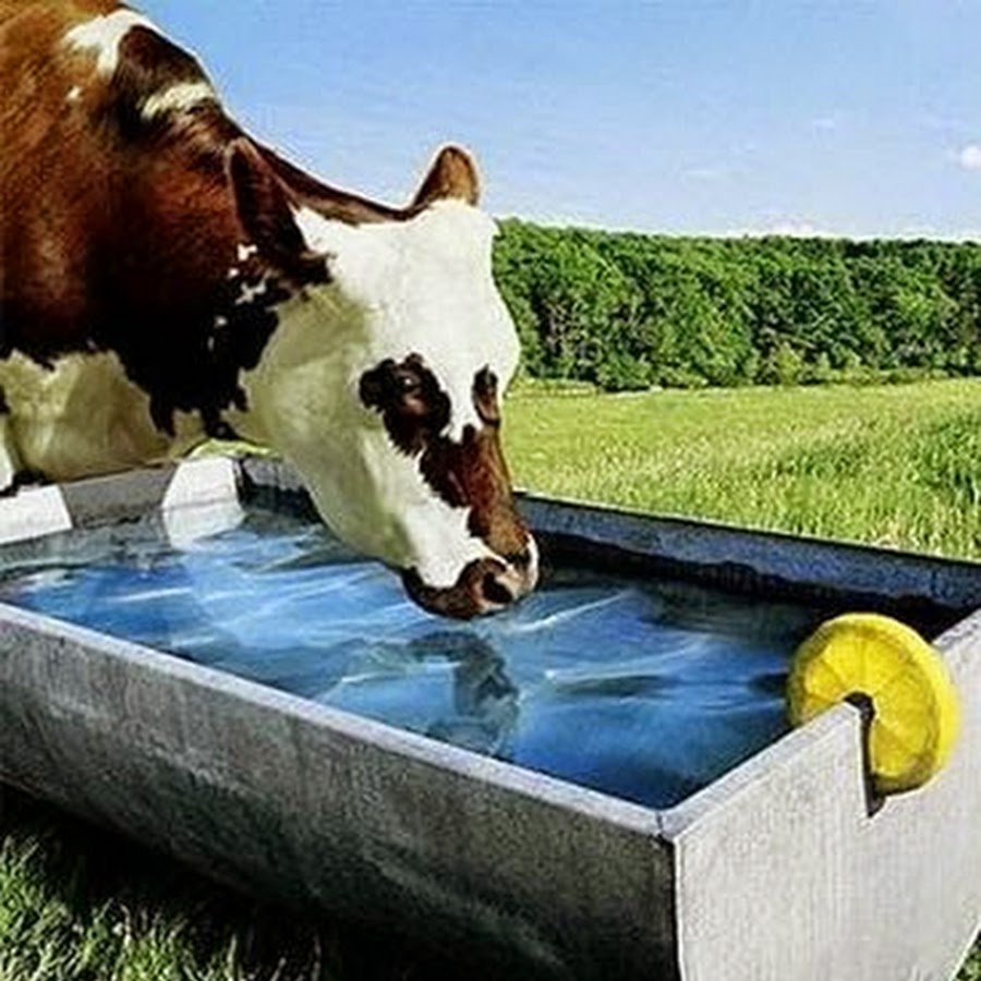 Корова Эстетика