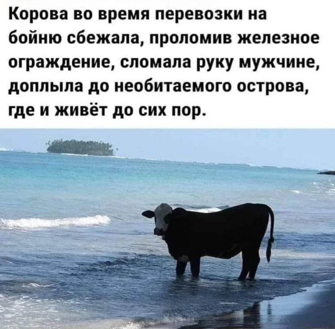 Марса-Алам Египет Дюгонь