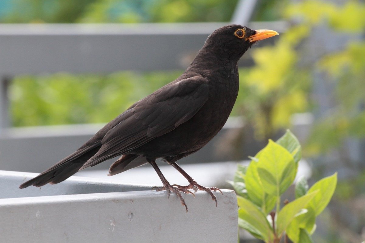 Скворец с черным клювом