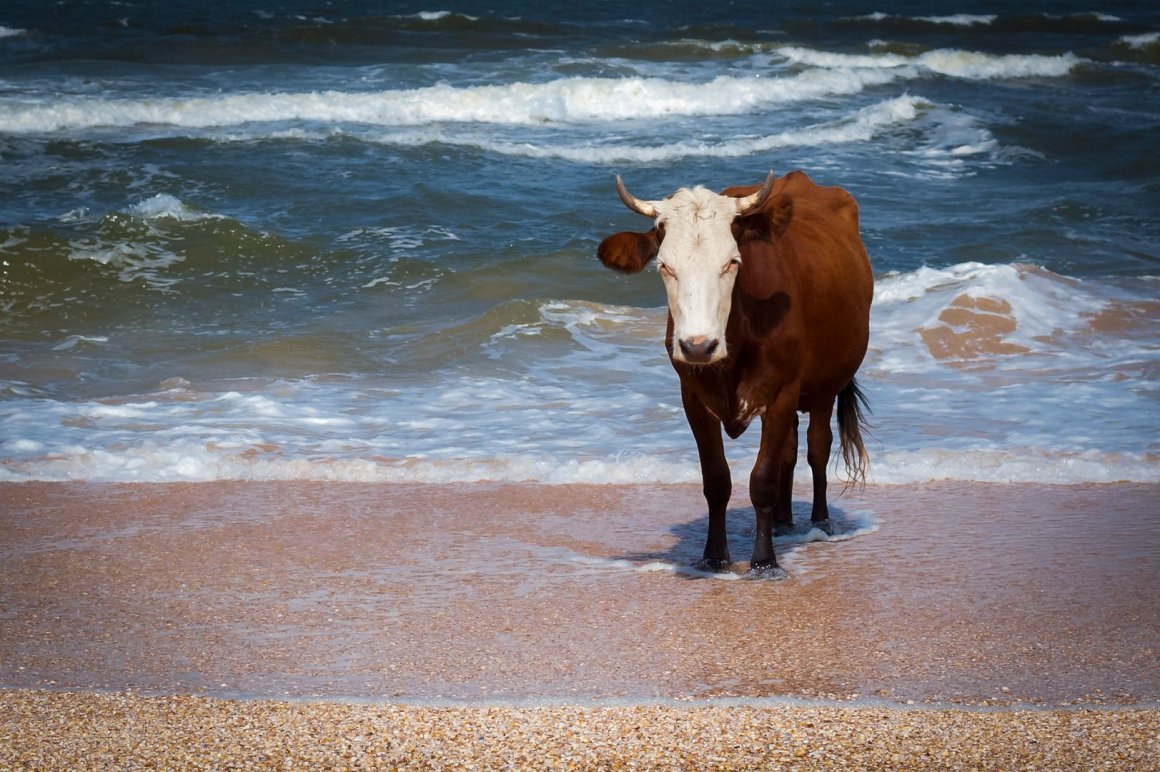 Коровы на Занзибаре