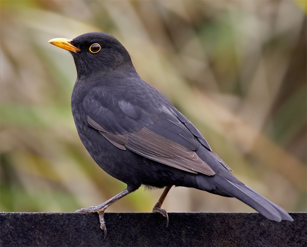 Common Blackbird (turdus Merula)