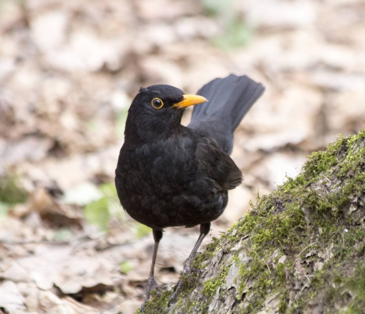 Чёрный Дрозд (лат. Turdus Merula)