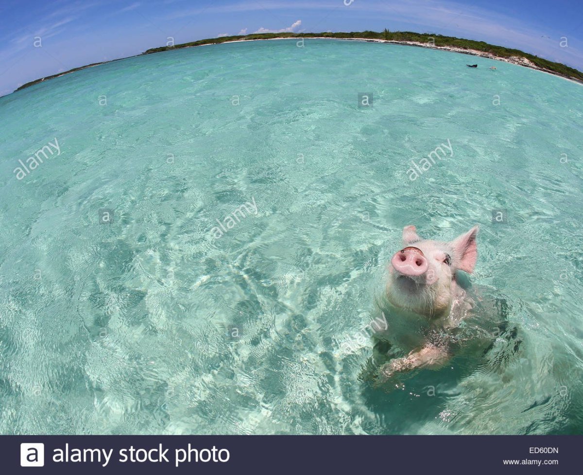 Свинка на море