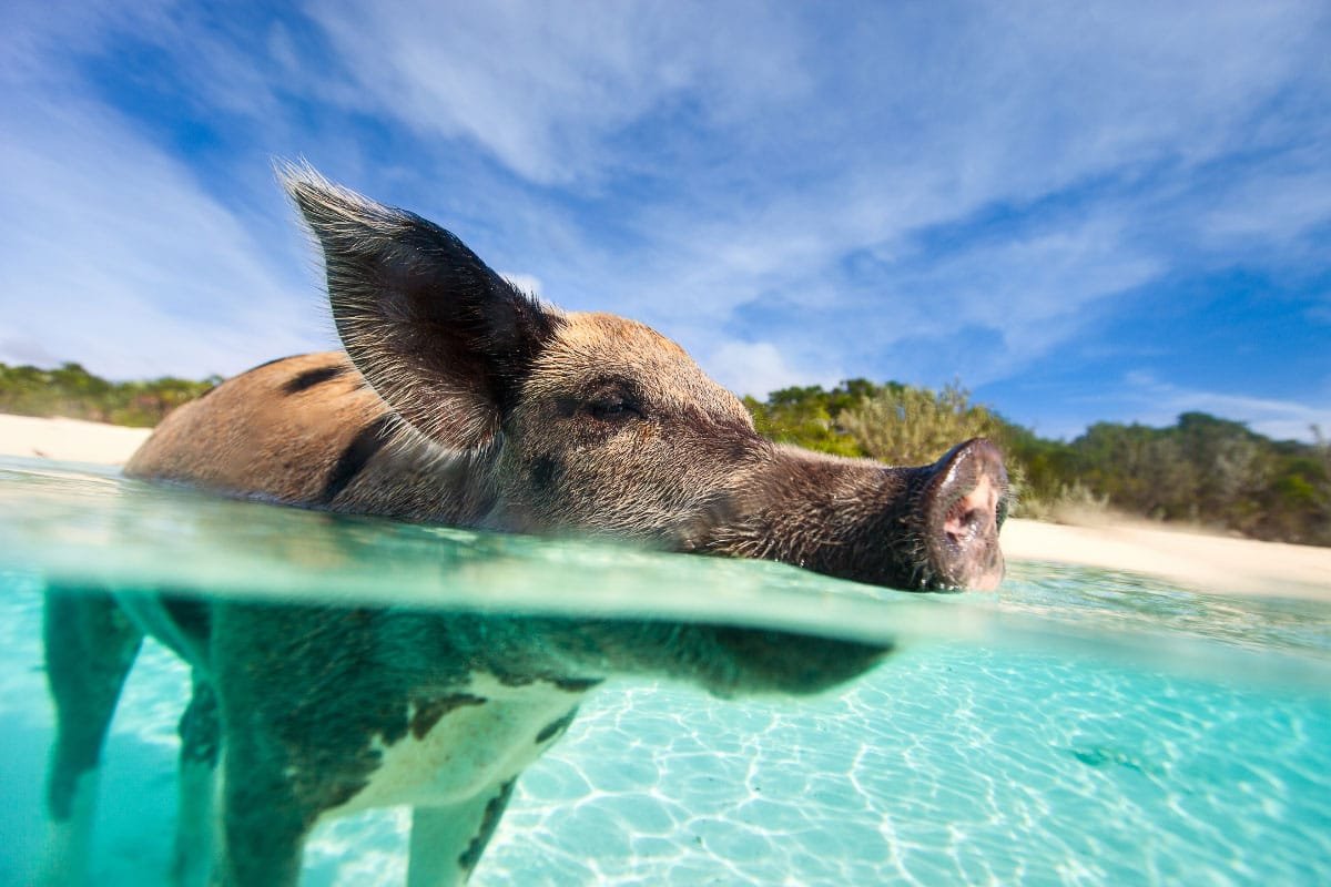 Свиньи в тропиках