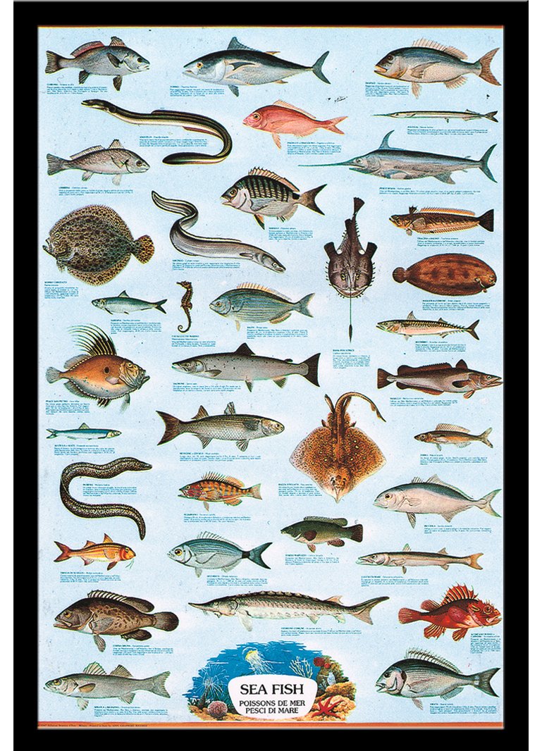 Морская рыба названия