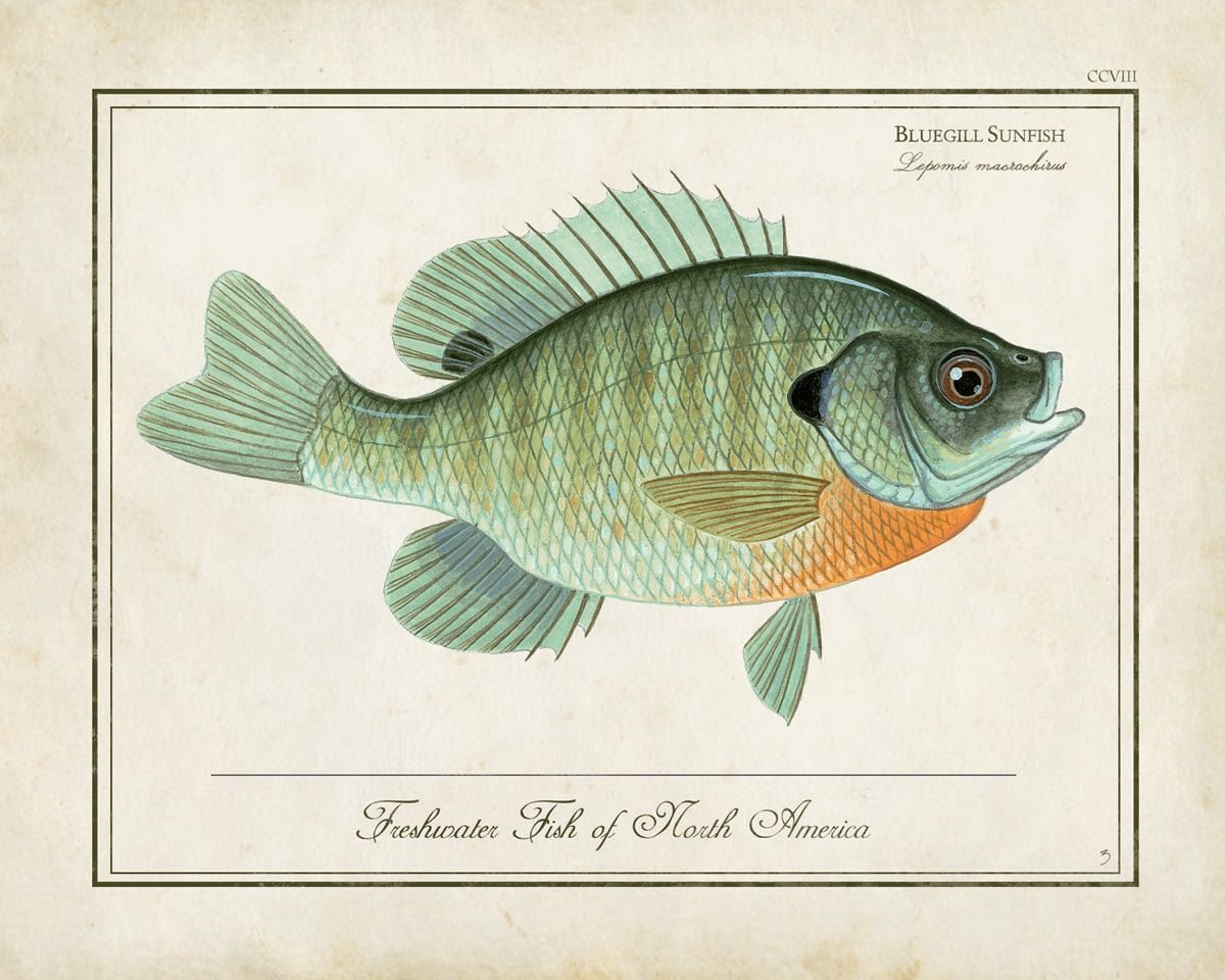 Винтажные рыбки