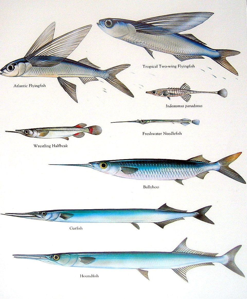 Промысловая рыба Атлантики