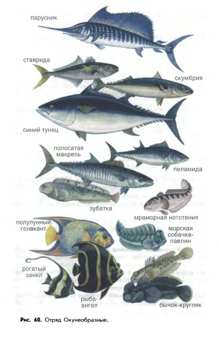Перечень морских рыб