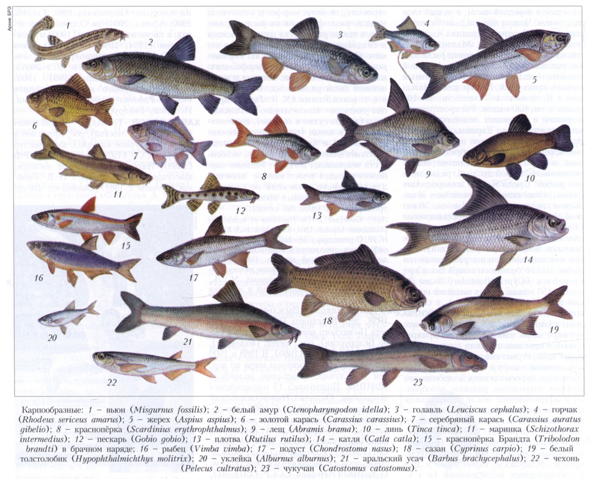 Представители промысловых рыб Карпообразные