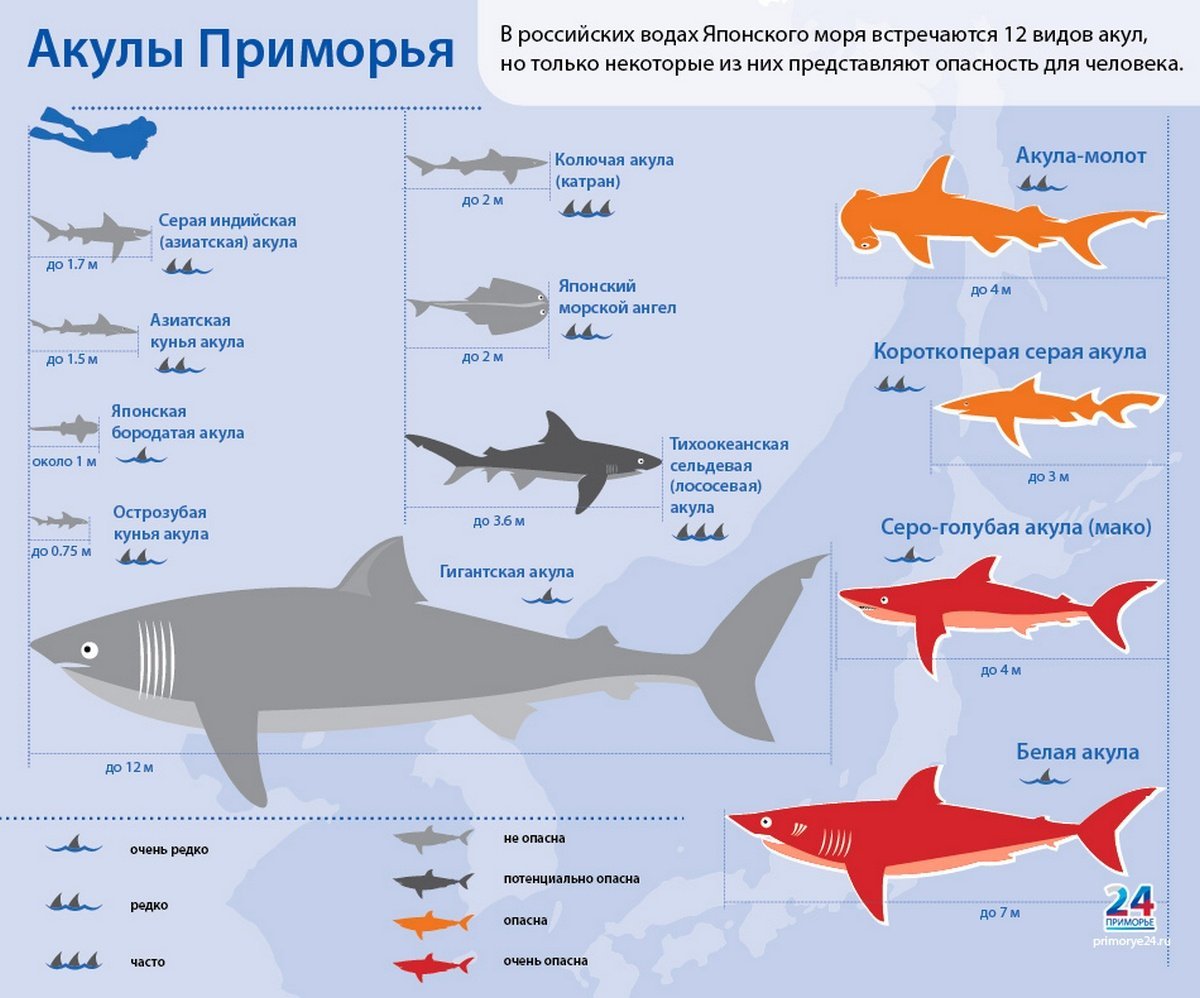 На какой глубине какие рыбы плавают. Разновидности акул. Классификация акул. Акулы всех видов с названиями. Таблица всех видов акул.